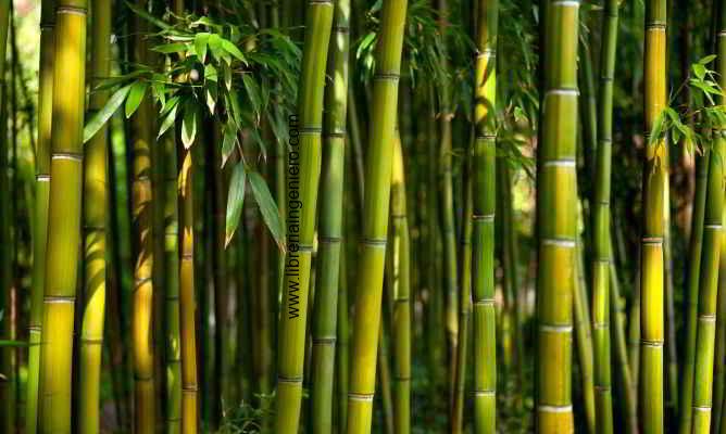 BAMBOO