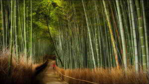 cosecha bambu